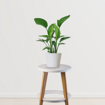 Strelitzia – Bird of Paradise plant